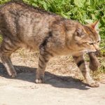 ce-sa-faceti-daca-un-animal-de-companie-aduce-prada.jpg