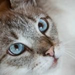 cum-sa-va-pregatiti-animalul-de-companie-pentru-mutare-un.jpg