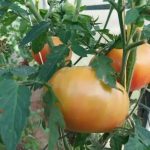 in-august-este-timpul-sa-taiati-frunzele-rosiilor-agronomii-au.jpg